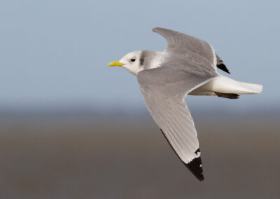 Drieteenmeeuw, Rissa tridactyla, Kittiwake | Holwerd | Waddenzee