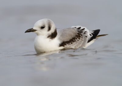 Drieteenmeeuw, Rissa tridactyla, Kittiwake | Eemshaven | Waddenzee