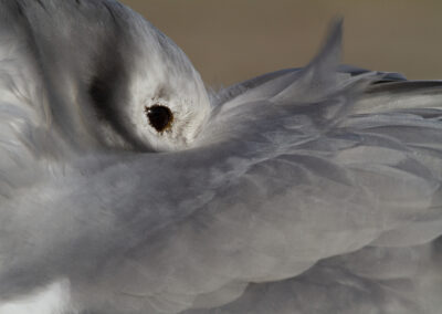 Drieteenmeeuw, Rissa tridactyla, Kittiwake | Holwerd | Waddenzee