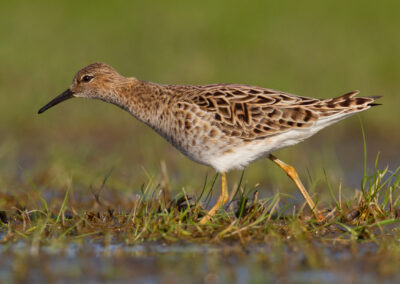 Kemphaan, Philomachus pugnax, Ruff | Winsumermeeden