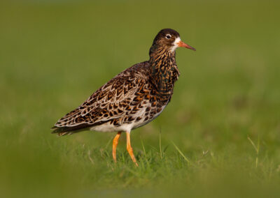 Kemphaan, Philomachus pugnax, Ruff | Winsumermeeden