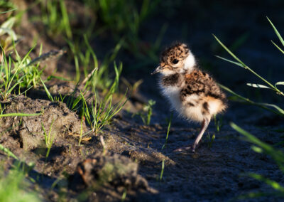 Kievit, Vanellus vanellus, Lapwing | Winsumermeeden