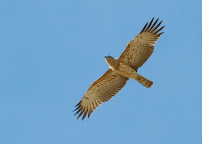 Slangenarend, Circaetus gallicus, Short-toed eagle | Sagres | Algarve | Portugal