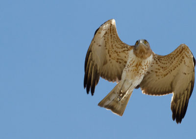 Slangenarend, Circaetus gallicus, Short-toed eagle | Sagres | Algarve | Portugal