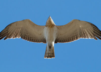 Slangenarend, Circaetus gallicus, Short-toed eagle | Sagres | Algarve | Portugal