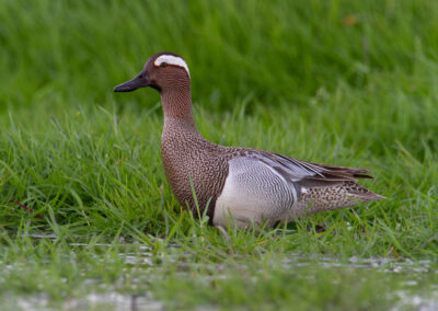 Zomertaling, Anas querquedula, Garganey | Winsumermeeden