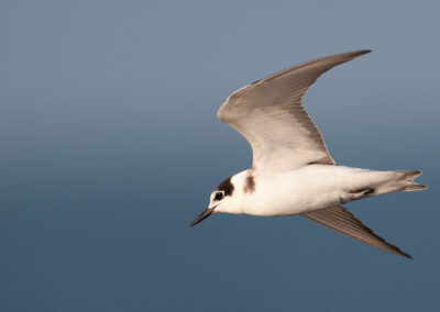 Zwarte stern, Chlidonias niger, Black tern | Waddenzee | Lauwersoog