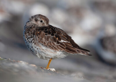 Paarse strandloper, Calidris maritima, Purple sandpiper | Vlieland | Noordzee