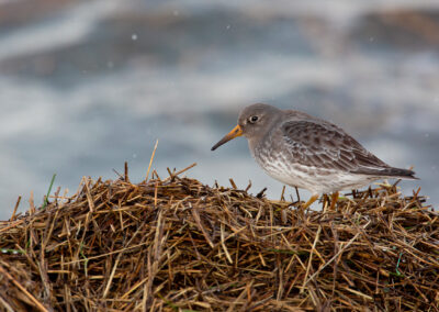 Paarse strandloper, Calidris maritima, Purple sandpiper | Waddenzee | Haven Lauwersoog