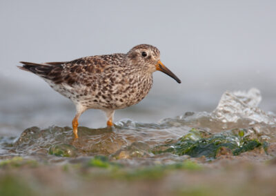 Paarse strandloper, Calidris maritima, Purple sandpiper | Vlieland | Noordzee