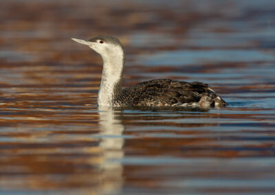 Roodkeelduiker, Gavia stellata, Red-throated diver | Haven Lauwersoog | Waddenzee