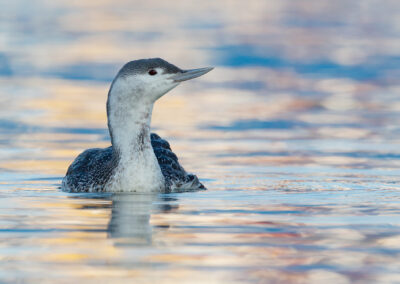 Roodkeelduiker, Gavia stellata, Red-throated diver | Haven Lauwersoog | Waddenzee