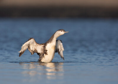 Roodkeelduiker, Gavia stellata, Red-throated diver | Haven Lauwersoog | Waddenzee