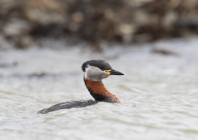 Roodhalsfuut, Podiceps grisegena, Red-necked grebe | Waddenzee | Haven Lauwersoog