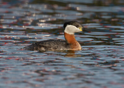 Roodhalsfuut, Podiceps grisegena, Red-necked grebe | Waddenzee | Haven Lauwersoog