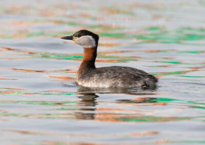 Roodhalsfuut, Podiceps grisegena, Red-necked grebe | Waddenzee | Haven Lauwersoog