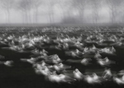 Stormmeeuw, Larus canus, Common gull | Hogeland | Winsumermeeden