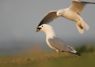 Stormmeeuw, Larus canus, Common gull | Vlieland | Waddenzee