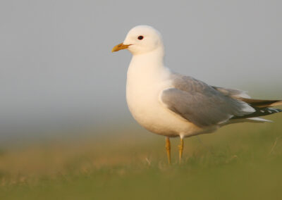 Stormmeeuw, Larus canus, Common gull | Vlieland | Waddenzee