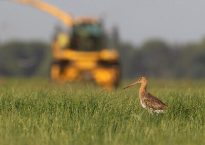 Grutto, Limosa limosa, Black-tailed godwit | Winsumermeeden