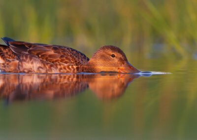 Slobeend, Anas clypeata, Northern shoveler | Winsumermeeden