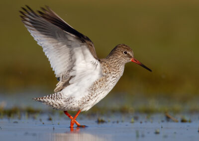 Tureluur, Tringa totanus, Common redshank | Winsumermeeden