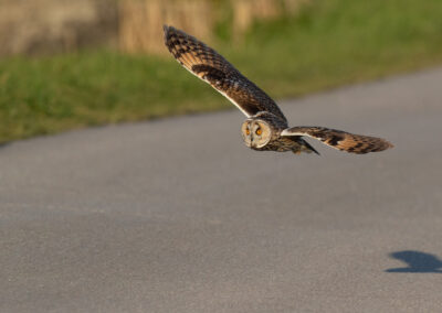 Ransuil, Asio otus, Long-eared owl