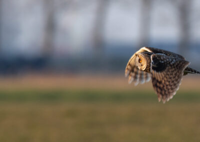 Ransuil, Asio otus, Long-eared owl | Winsumermeeden | Hogeland