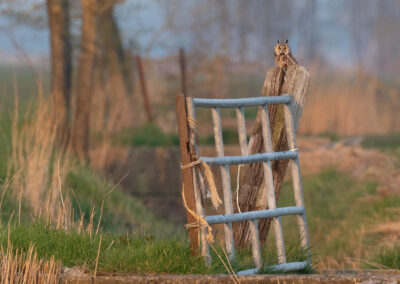 Ransuil, Asio otus, Long-eared owl | Winsumermeeden | Hogeland