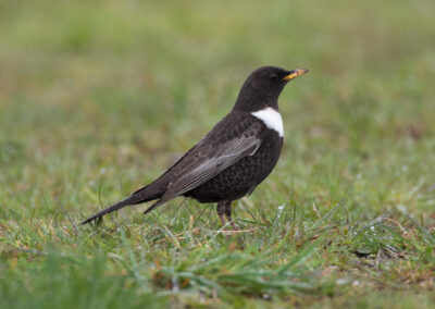 Beflijster, Turdus torquatus, Ring ouzel