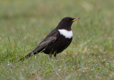 Beflijster, Turdus torquatus, Ring ouzel | Eemshaven