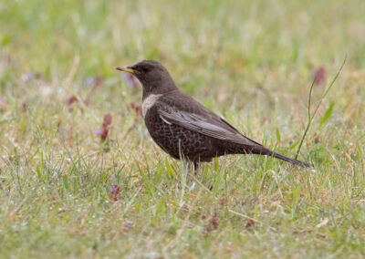 Beflijster, Turdus torquatus, Ring ouzel | Eemshaven