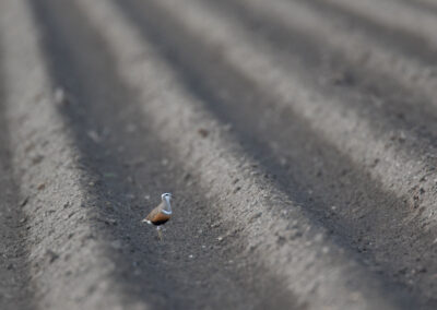 Morinelplevier, Charadrius morinellus, Eurasian dotterel | Emmapolder