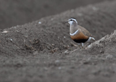 Morinelplevier, Charadrius morinellus, Eurasian dotterel | Emmapolder