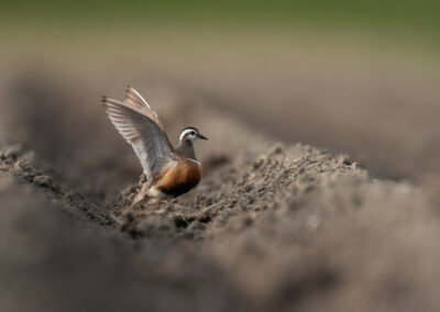 Morinelplevier, Charadrius morinellus, Eurasian dotterel | Emmapolder