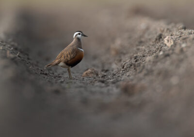 Morinelplevier, Charadrius morinellus, Eurasian dotterel | Emmapolder