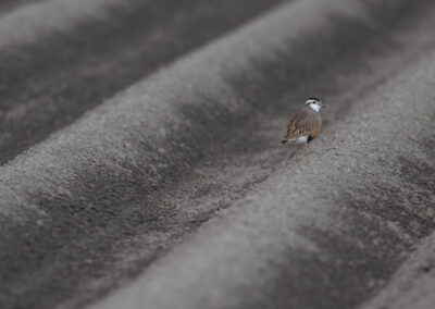 Morinelplevier, Charadrius morinellus, Eurasian dotterel | Emmapolder