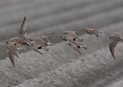 Morinelplevier, Charadrius morinellus, Eurasian dotterel | Emmapolder