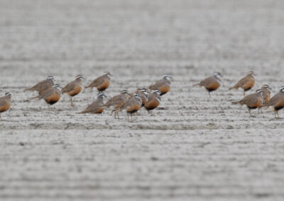 Morinelplevier, Charadrius morinellus, Eurasian dotterel | Emmapolder