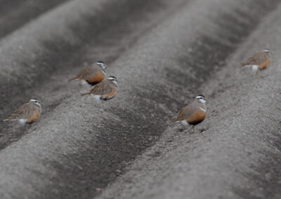 Morinelplevier, Charadrius morinellus, Eurasian dotterel | Emmapolder