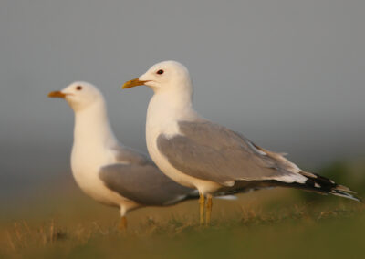 Stormmeeuw, Larus canus, Common gull | Vlieland | Waddenzee