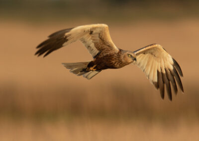 Bruine kiekendief, Circus aeruginosus, Marsh harrier | Lauwersmeer