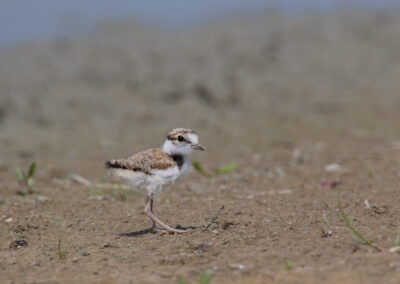 Kleine plevier, Charadrius dubius, Little ringed plover | Winsumermeeden