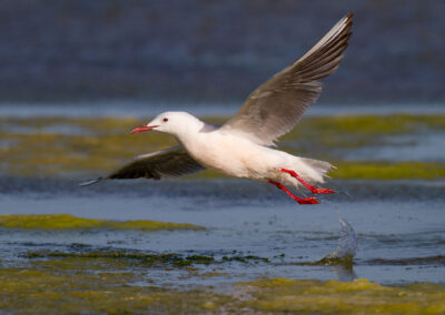 Dunbekmeeuw, Larus genei, Slender-billed gull | Camargue | Frankrijk