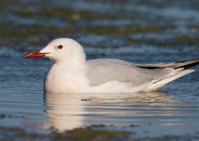 Dunbekmeeuw, Larus genei, Slender-billed gull | Camargue | Frankrijk