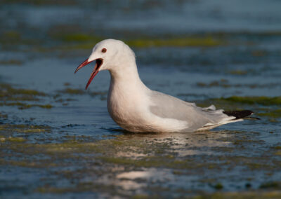 Dunbekmeeuw, Larus genei, Slender-billed gull | Camargue | Frankrijk