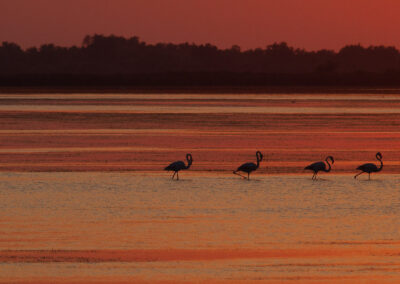 Flamingo, Phoenicopterus roseus, Greater flamingo | Camargue | Frankrijk