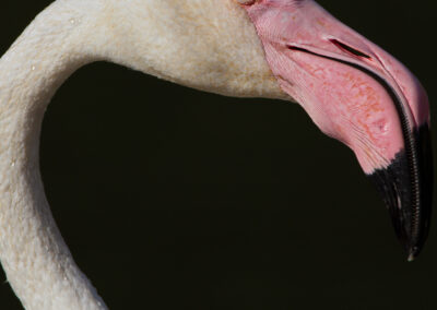 Flamingo, Phoenicopterus roseus, Greater flamingo | Camargue | Frankrijk