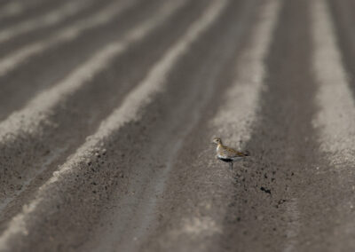 Goudplevier, Pluvialis apricaria, Golden plover | Noord-Groningen | Hogeland