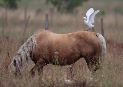 Koereiger, Bubulcus ibis, Cattle egret | Camargue | Frankrijk